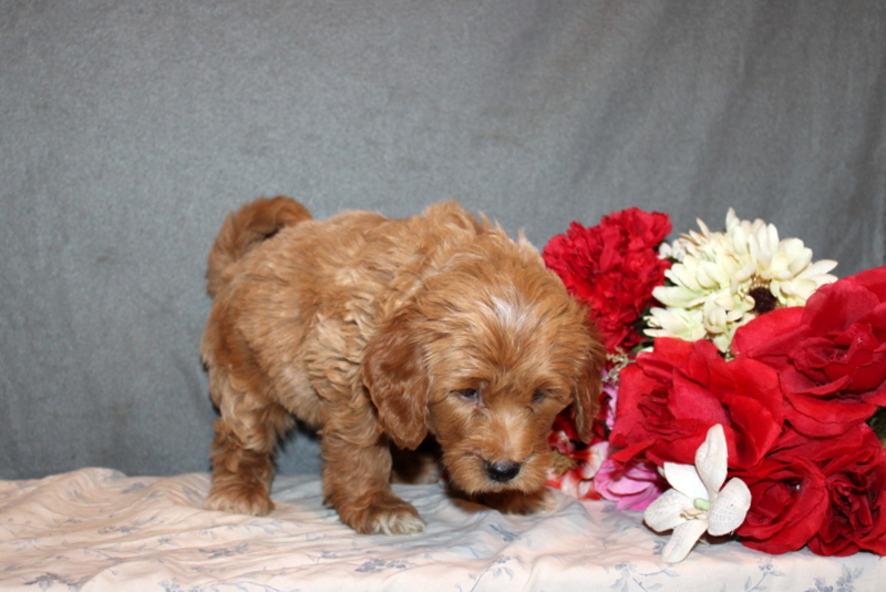 puppy, for, sale, Mini Goldendoodle F2B, Matthew B. Stoltzfus, dog, breeder, Gap, PA, dog-breeder, puppy-for-sale, forsale, nearby, find, puppyfind, locator, puppylocator, aca